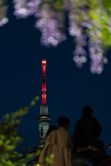 東京スカイツリー・藤のコラボ