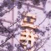江戸桜通り