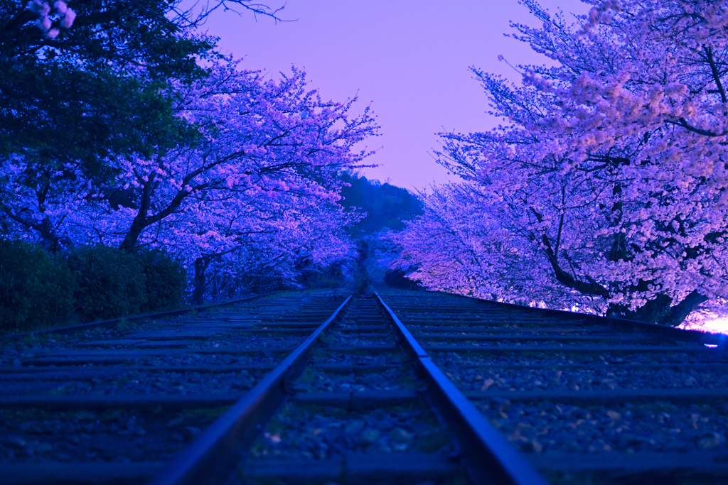 蹴上インクライン夜桜