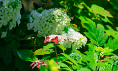 紫陽花⑥