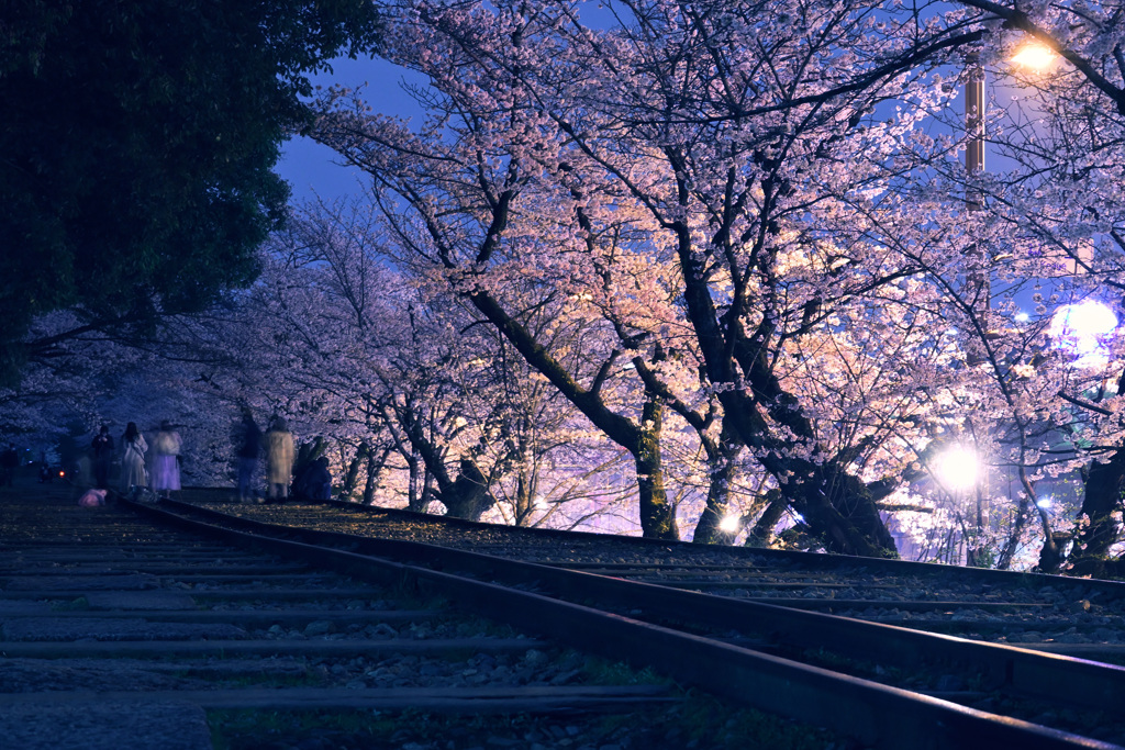 蹴上インクライン夜桜