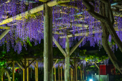 亀戸天神社藤まつり