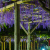 亀戸天神社藤まつり