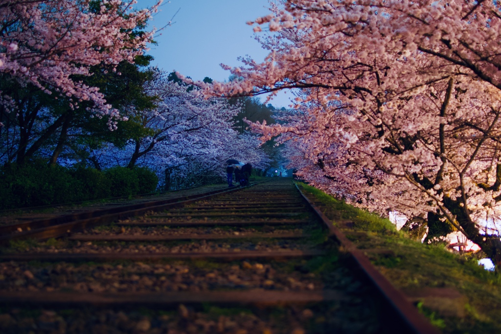 蹴上インクライン夜桜