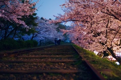 蹴上インクライン夜桜