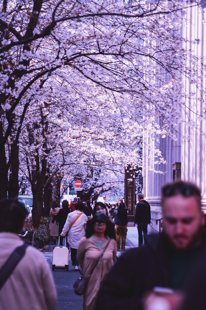 江戸桜通り