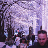 江戸桜通り