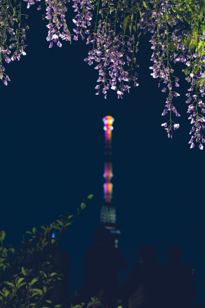 亀戸天神社藤とスカイツリー
