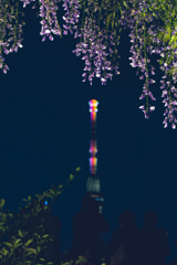 亀戸天神社藤とスカイツリー