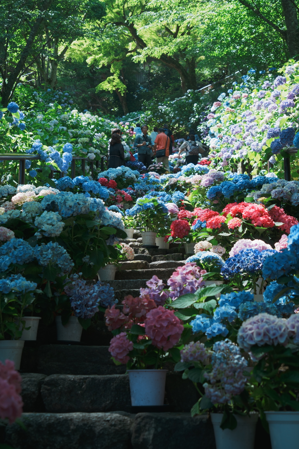 長谷寺紫陽花Ⅱ