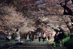 蹴上インクライン夜桜