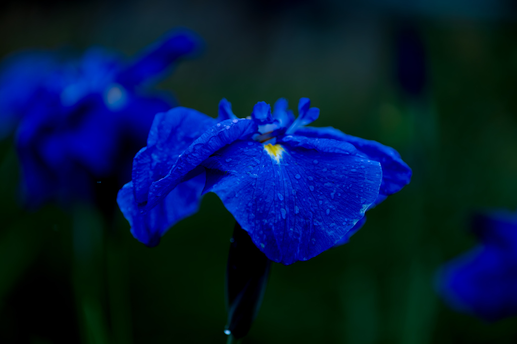 _DSC9768