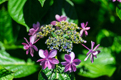 紫陽花⑦