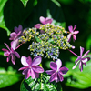 紫陽花⑦