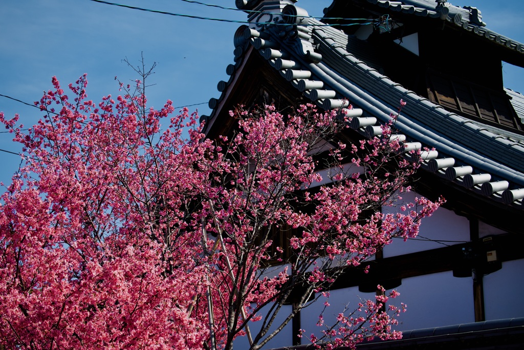 長徳寺　オカメ桜