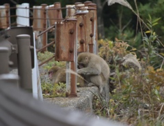 野生の猿の毛繕い