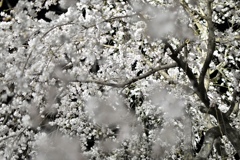 夜桜