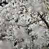 夜桜