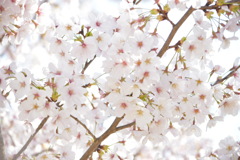 満開の桜