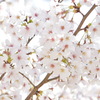満開の桜