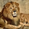 ライオン夫妻