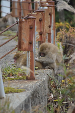 野生のお猿の毛繕い