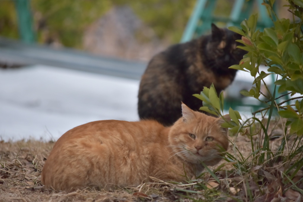 目つき悪い野良猫