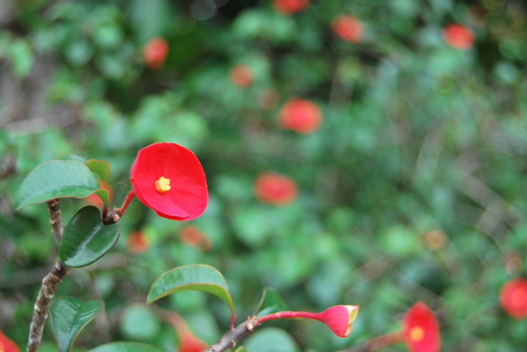 沖縄の花