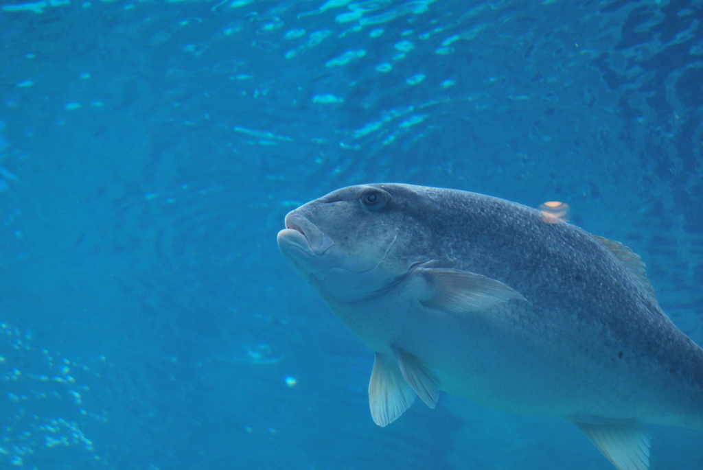 お魚さん