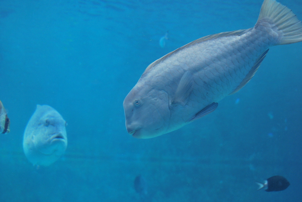 魚の後ろに魚