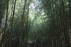 竹林にあらわる聖なるスポット