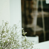 white_ii
