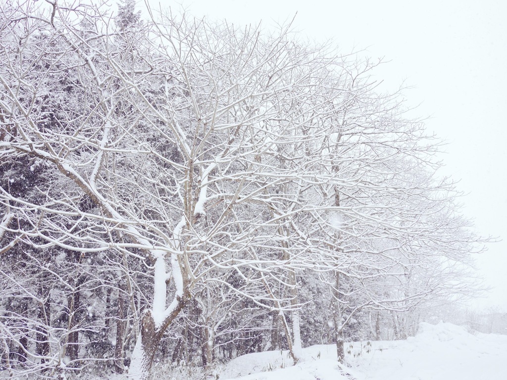 雪化粧