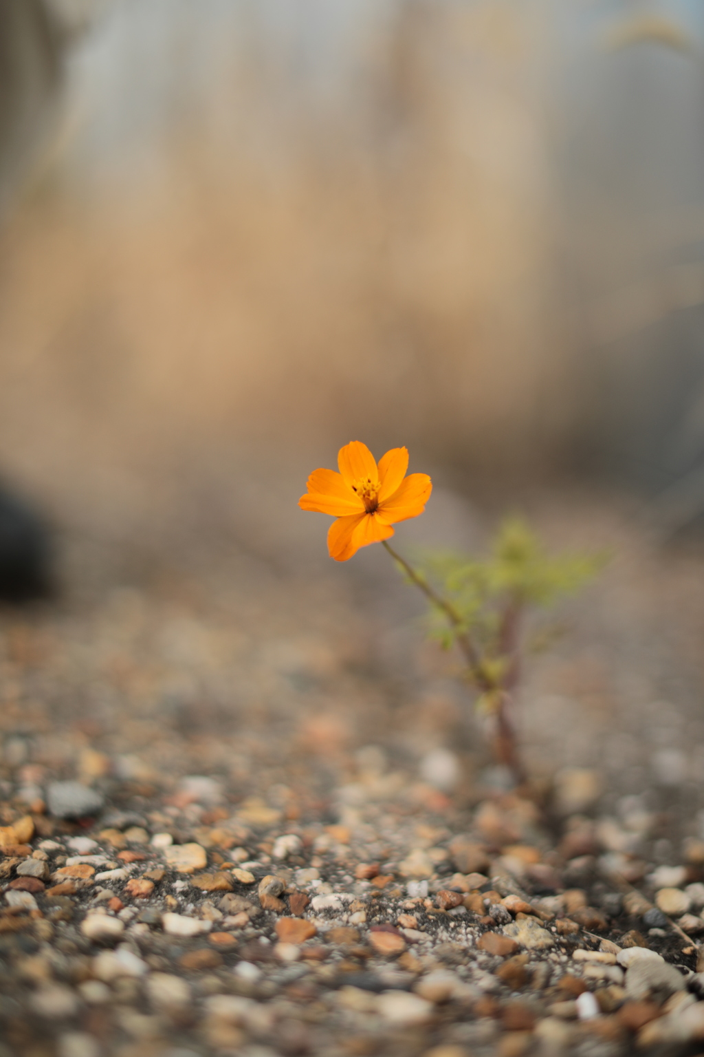 3DCB21D7-7DB8-4A1B-8680-9AAF90D38F32