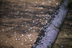 0137C0CD-3F08-4DA8-A3CA-FC9207481F97