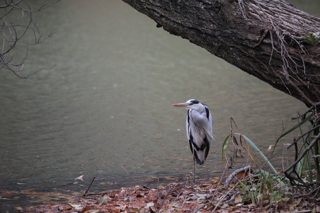 48C38420-AFBC-4294-81CC-59B90E03121D