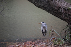 48C38420-AFBC-4294-81CC-59B90E03121D