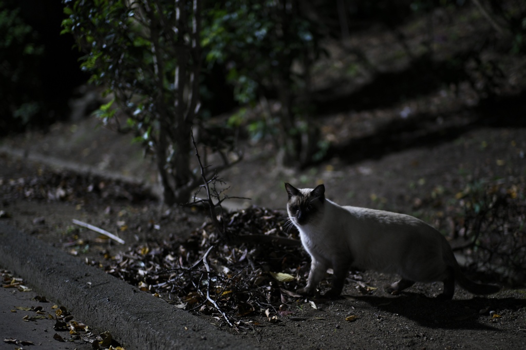 3C5981DA-E5C8-49FE-B451-ECADBCB50FFD