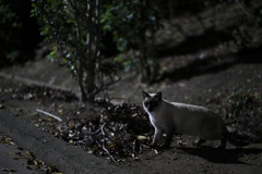 3C5981DA-E5C8-49FE-B451-ECADBCB50FFD