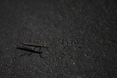 260C3F1C-A02C-4687-A726-DE95B58EBE48