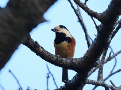 231103_ヤマガラ