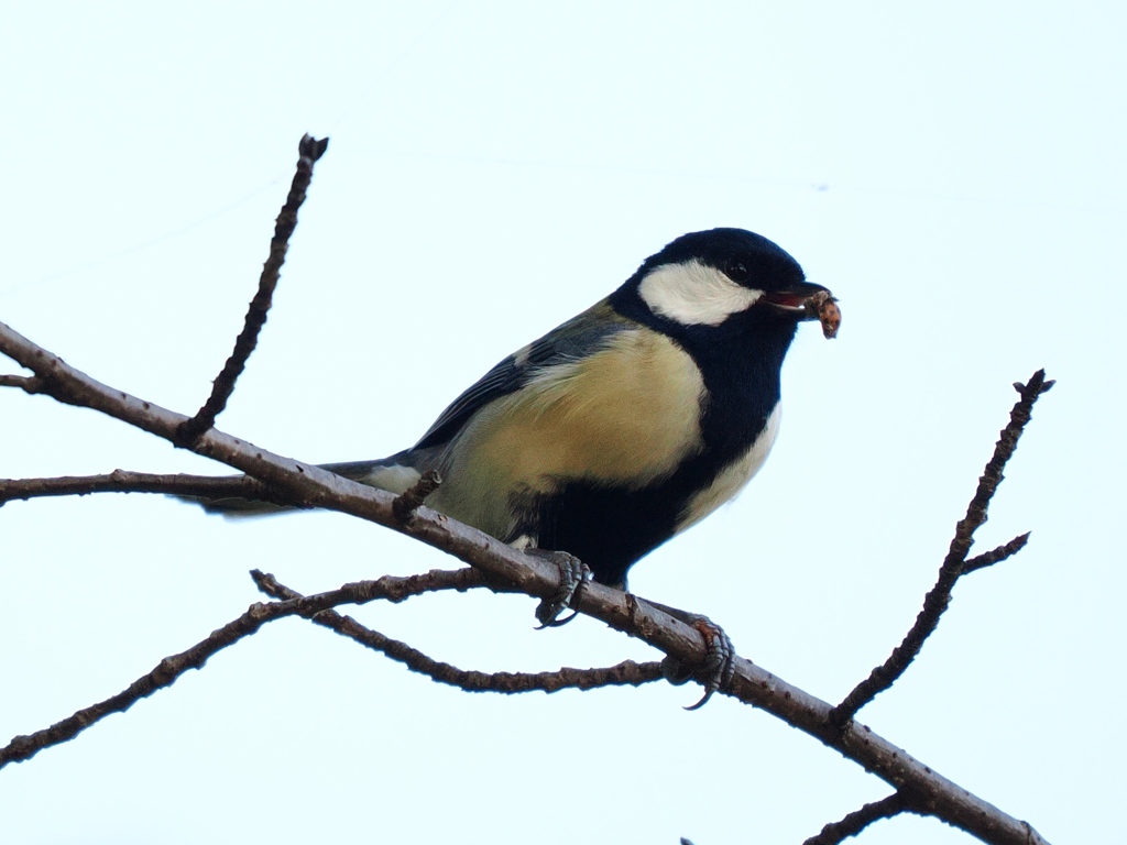 231103_シジュウカラ2