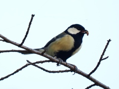 231103_シジュウカラ2
