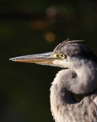 早朝のアオサギ
