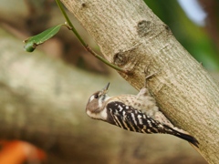 231103_コゲラ2