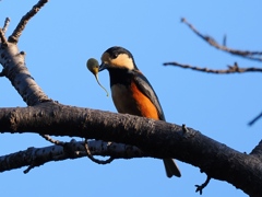 231103_ヤマガラ2