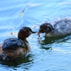 カイツブリの親子