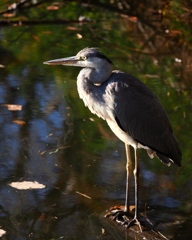 早朝のアオサギ