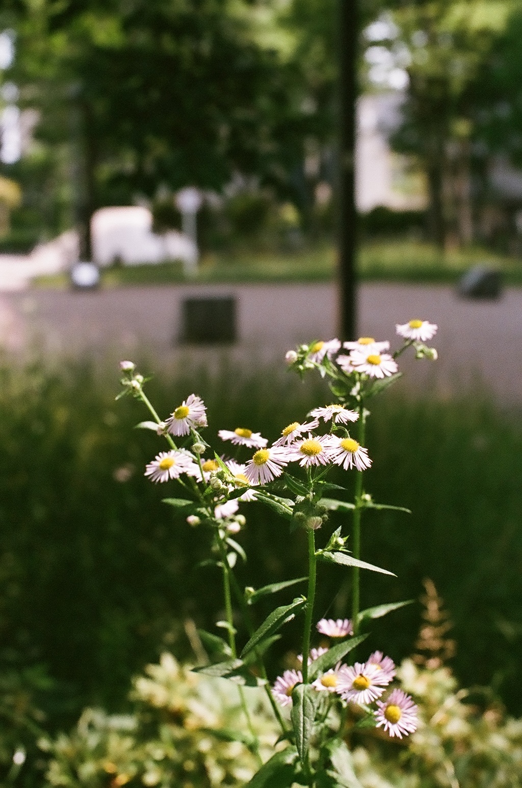 小さな花火