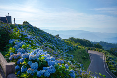展望台からの紫陽花
